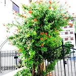 Aegeon - Adults Only